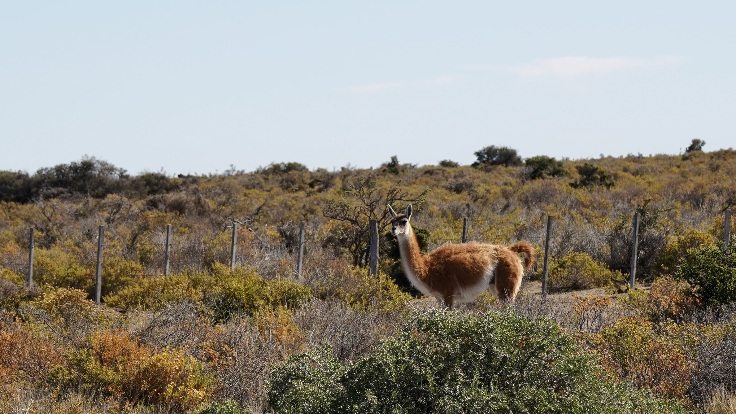 Logbuch #4.5 – Peninsula Valdés