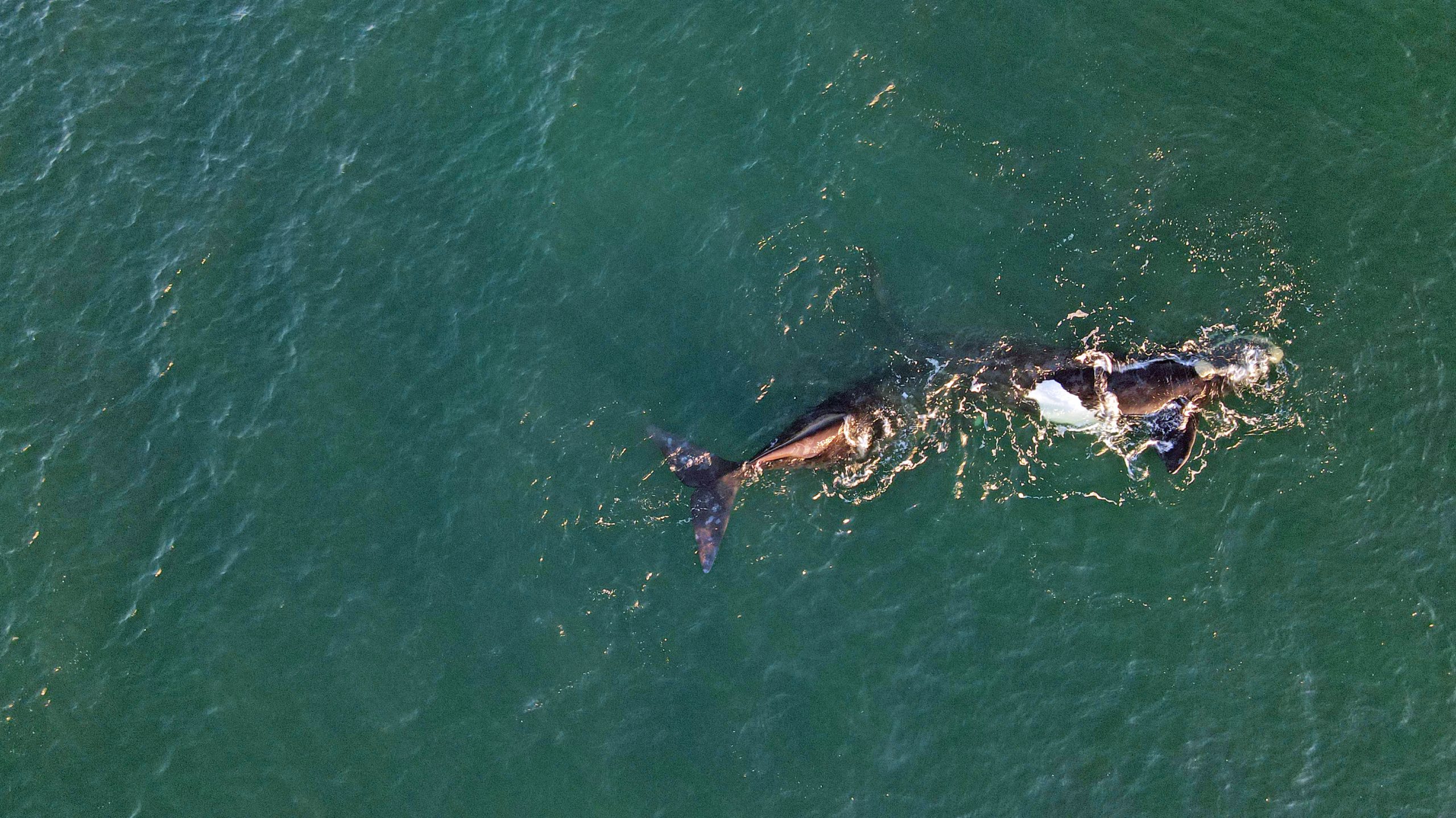 Logbuch #4.6 – Wale